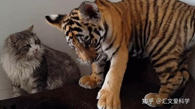 老虎看見貓會吃掉貓嗎【動物園實測:老虎與貓的神秘關系,老虎看見貓會吃掉貓嗎】