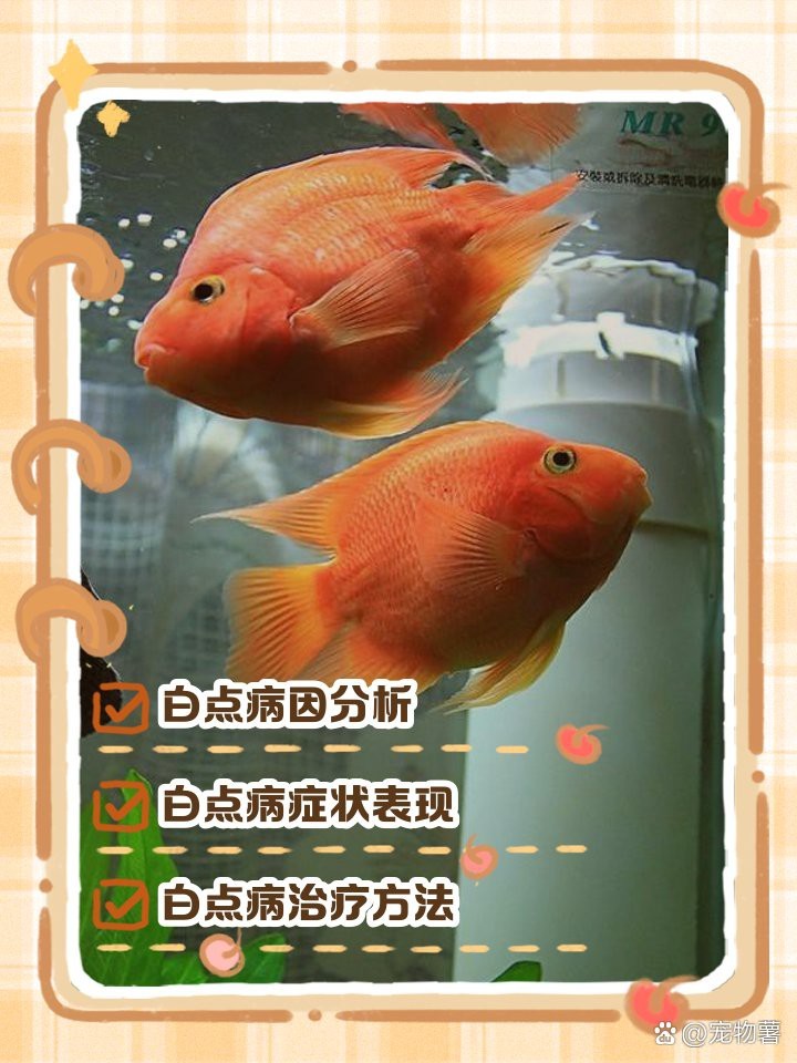 鸚鵡魚白點病初期圖片【鸚鵡魚得了白點病怎么辦】