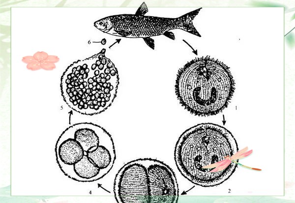 鸚鵡魚白點病初期圖片【鸚鵡魚得了白點病怎么辦】