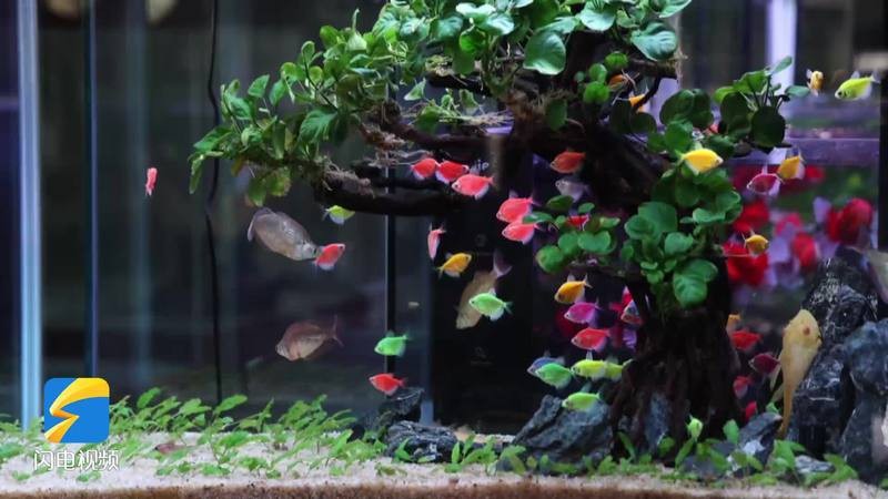 青州水族店【青州市各類水族店綜合信息梳理】