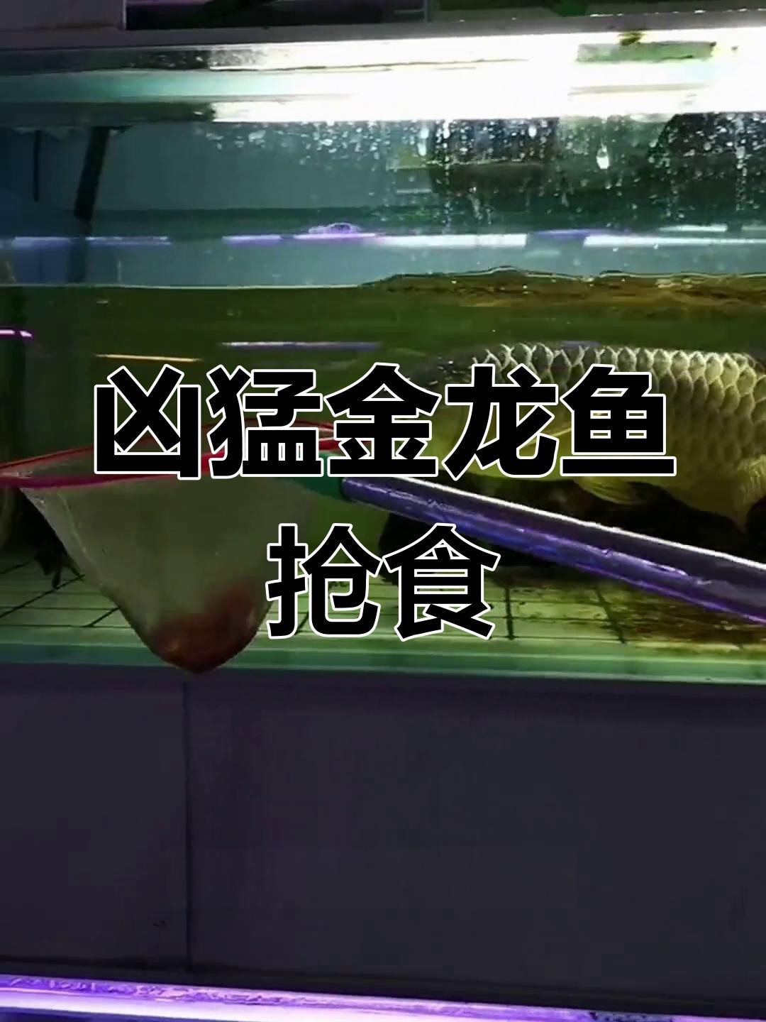 金龍魚捕食視頻【56視頻金龍魚捕食小老鼠，竟然被它逃脫兩次!】 金龍魚捕食視頻【56視頻金龍魚捕食小老鼠，竟然被它逃脫兩次!】 龍魚百科 第2張