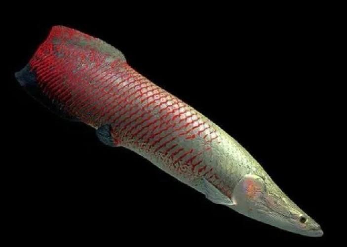 巨骨舌魚鱗片工藝品【巨骨舌魚的鱗片工藝】