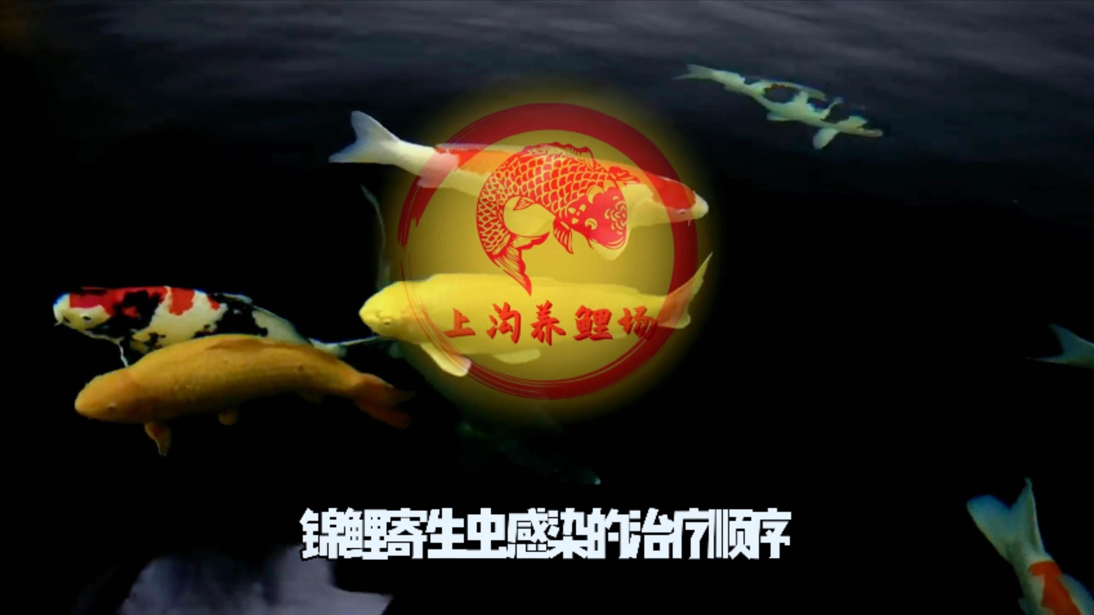 如何預防錦鯉寄生蟲感染？【如何預防錦鯉寄生蟲感染】