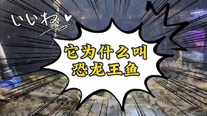 恐龍王魚大全【恐龍王魚是一類具有遠古血統的獨特觀賞魚】