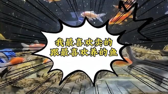 恐龍王魚大全【恐龍王魚是一類具有遠古血統的獨特觀賞魚】