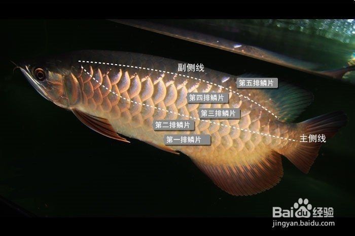 金頭過背什么意思【金頭過背金龍魚屬于亞洲龍魚中的金龍魚品系解析】