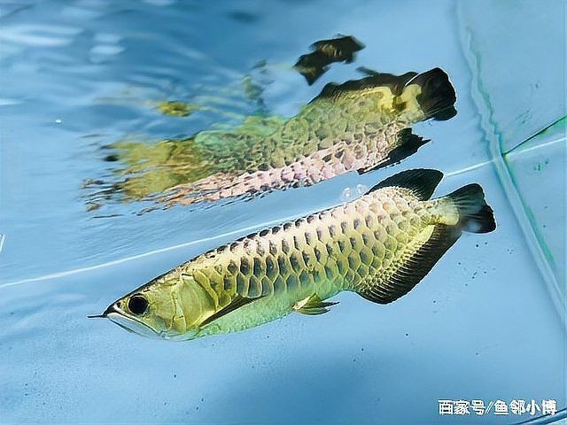 金頭過背什么意思【金頭過背金龍魚屬于亞洲龍魚中的金龍魚品系解析】