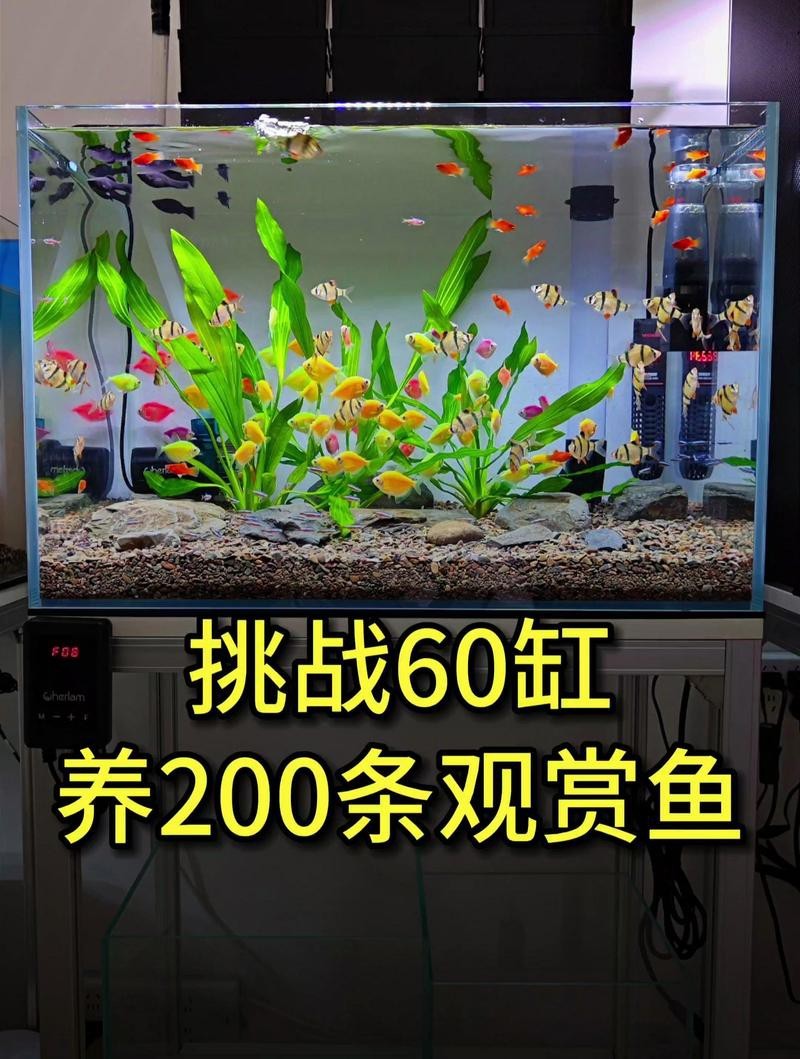 60缸養了200條孔雀魚【60厘米水族缸中飼養200條孔雀魚遠超常規飼養密度】
