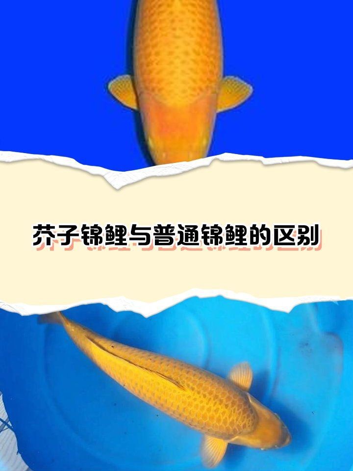 芥子鯉與普通錦鯉區(qū)別