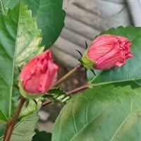 芥子鯉與普通錦鯉區別