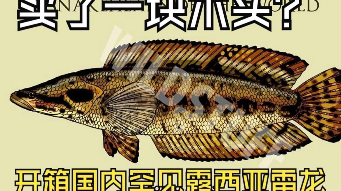 雷龍魚中哪個品種最稀有？【雷龍魚中最稀有的品種當(dāng)屬巴卡雷龍，其體長可達(dá)60厘米】