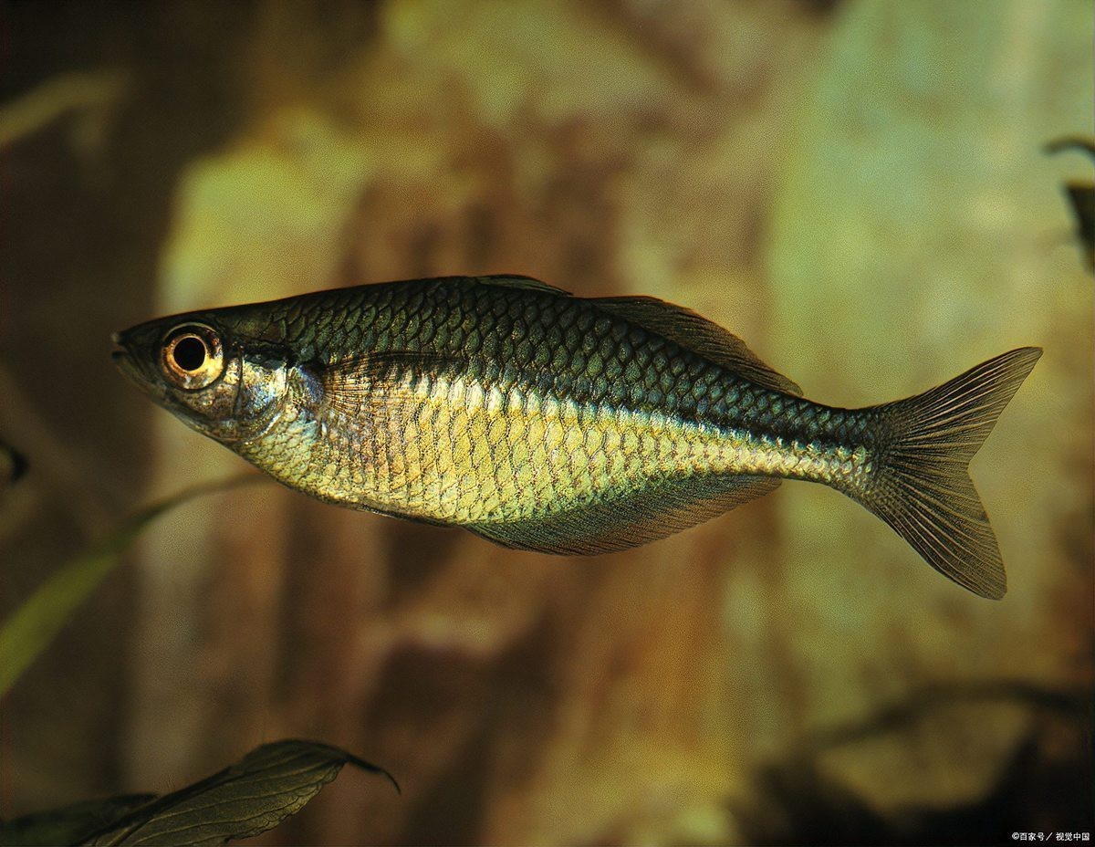 曼龍魚混養需要哪些過濾系統？【「養魚必看」曼龍魚混養全攻略:這幾種魚千萬別放一起!】 曼龍魚混養需要哪些過濾系統？【「養魚必看」曼龍魚混養全攻略:這幾種魚千萬別放一起!】 龍魚百科 第2張