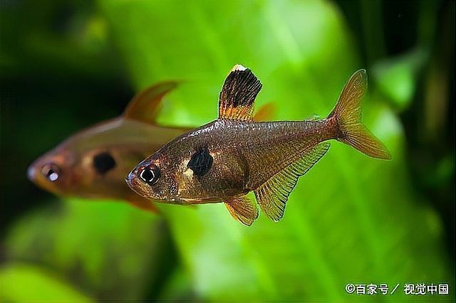 魚身上充血是什么原因【養魚技術：魚身充血是怎么回事】