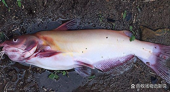 魚身上充血是什么原因【養魚技術：魚身充血是怎么回事】