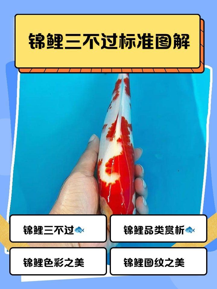 錦鯉三不過標(biāo)準(zhǔn)圖【如何挑選符合“三不過”標(biāo)準(zhǔn)的錦鯉】