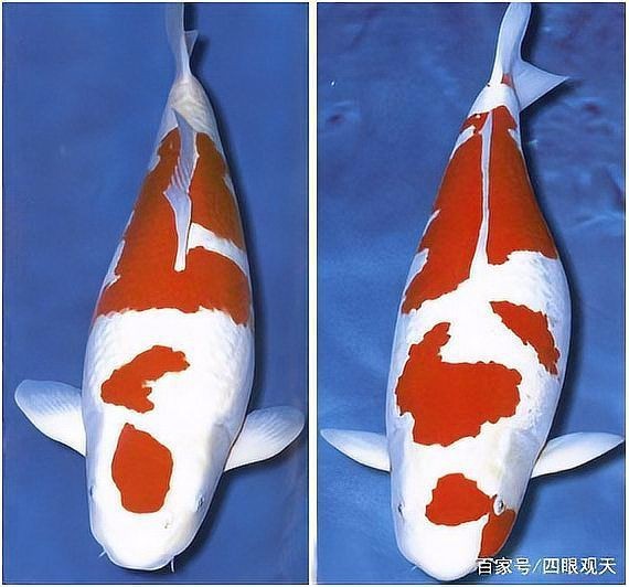 錦鯉三不過標(biāo)準(zhǔn)圖【如何挑選符合“三不過”標(biāo)準(zhǔn)的錦鯉】