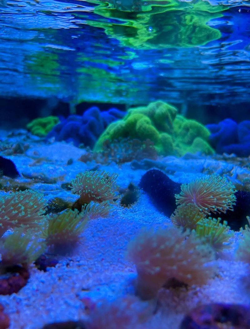 通河水族店【通河縣幸福家園水族館】