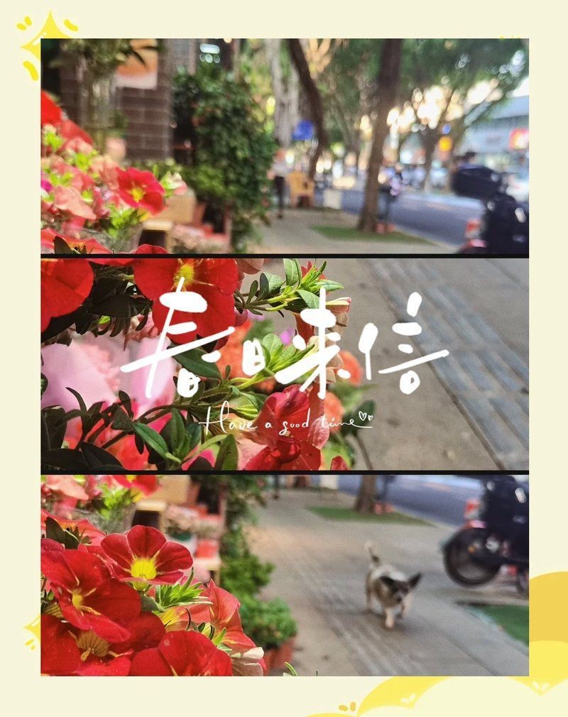 龍華花卉一條街在哪里【龍華公園路花卉一條街】