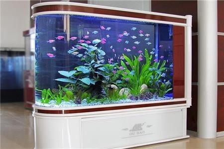 壞魚缸怎么扔風水【舊魚缸處理最吉利舊魚缸處理最吉利的風水禁忌與吉利】