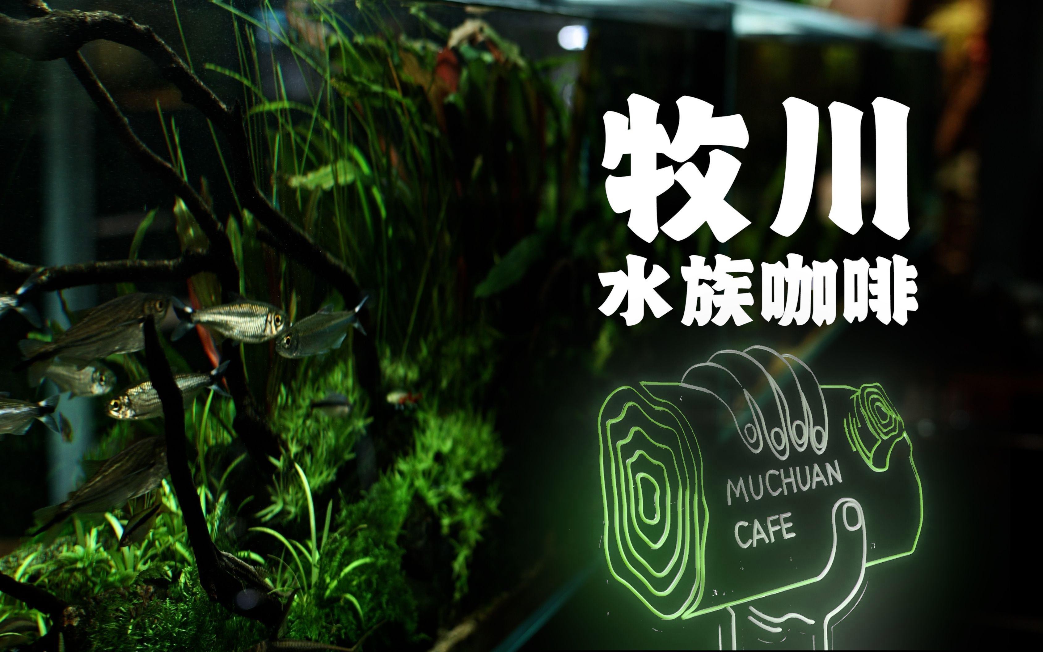 清遠(yuǎn)水族店【清遠(yuǎn)市擁有多家特色水族店及水族主題咖啡店及水族主題咖啡店】