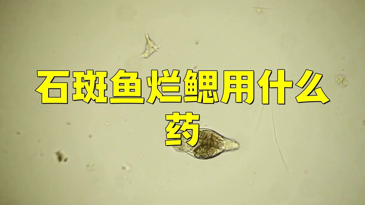 魚(yú)爛鰓病最好用什么藥【治療魚(yú)爛鰓病需要根據(jù)病因選擇針對(duì)性藥物主要包括細(xì)菌性和真菌性和真菌性和真菌性】 龍魚(yú)百科 第7張 魚(yú)爛鰓病最好用什么藥【治療魚(yú)爛鰓病需要根據(jù)病因選擇針對(duì)性藥物主要包括細(xì)菌性和真菌性和真菌性和真菌性】 魚(yú)爛鰓病最好用什么藥【治療魚(yú)爛鰓病需要根據(jù)病因選擇針對(duì)性藥物主要包括細(xì)菌性和真菌性和真菌性和真菌性】 龍魚(yú)百科 第7張