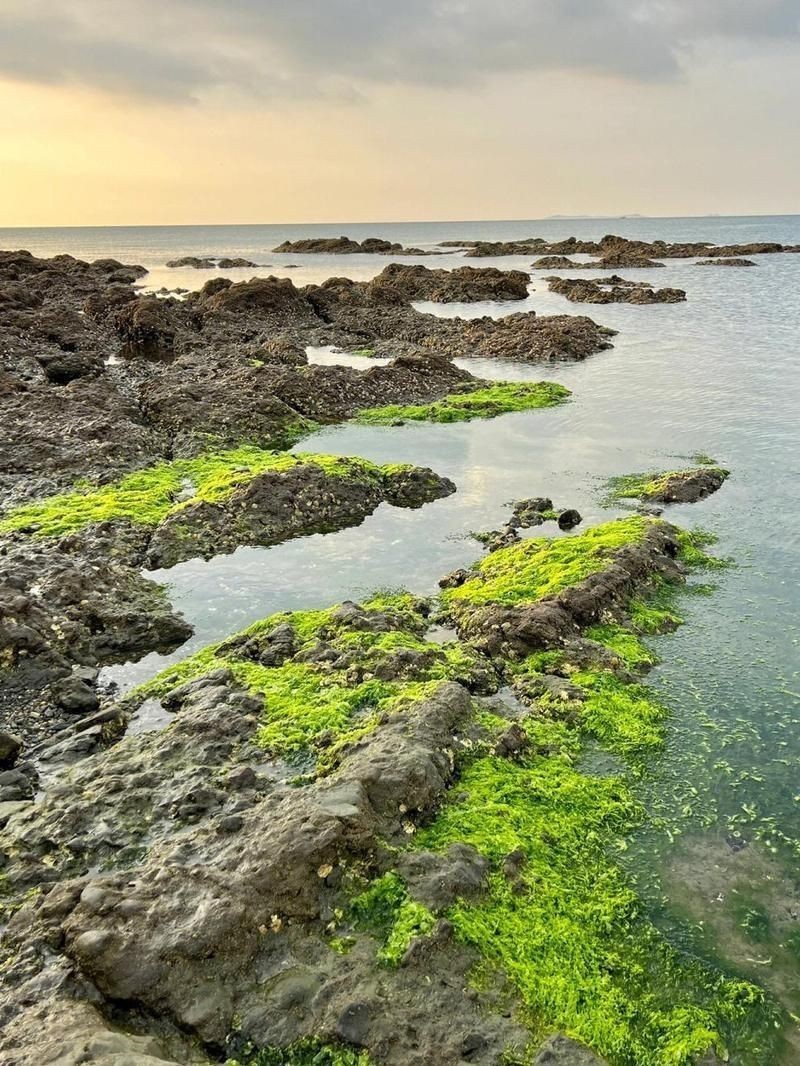 金港魚場【關(guān)于“金港魚場”的相關(guān)信息】 金港魚場【關(guān)于“金港魚場”的相關(guān)信息】 龍魚百科 第3張