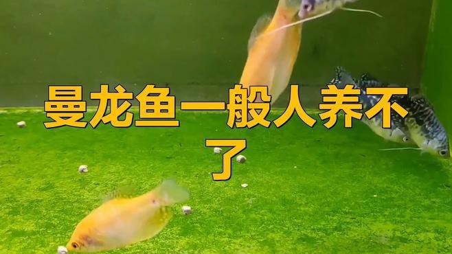 曼龍魚什么時候攻擊性最強？【曼龍魚怎么養藍曼龍魚的養殖方法與技巧愛養love寵物】