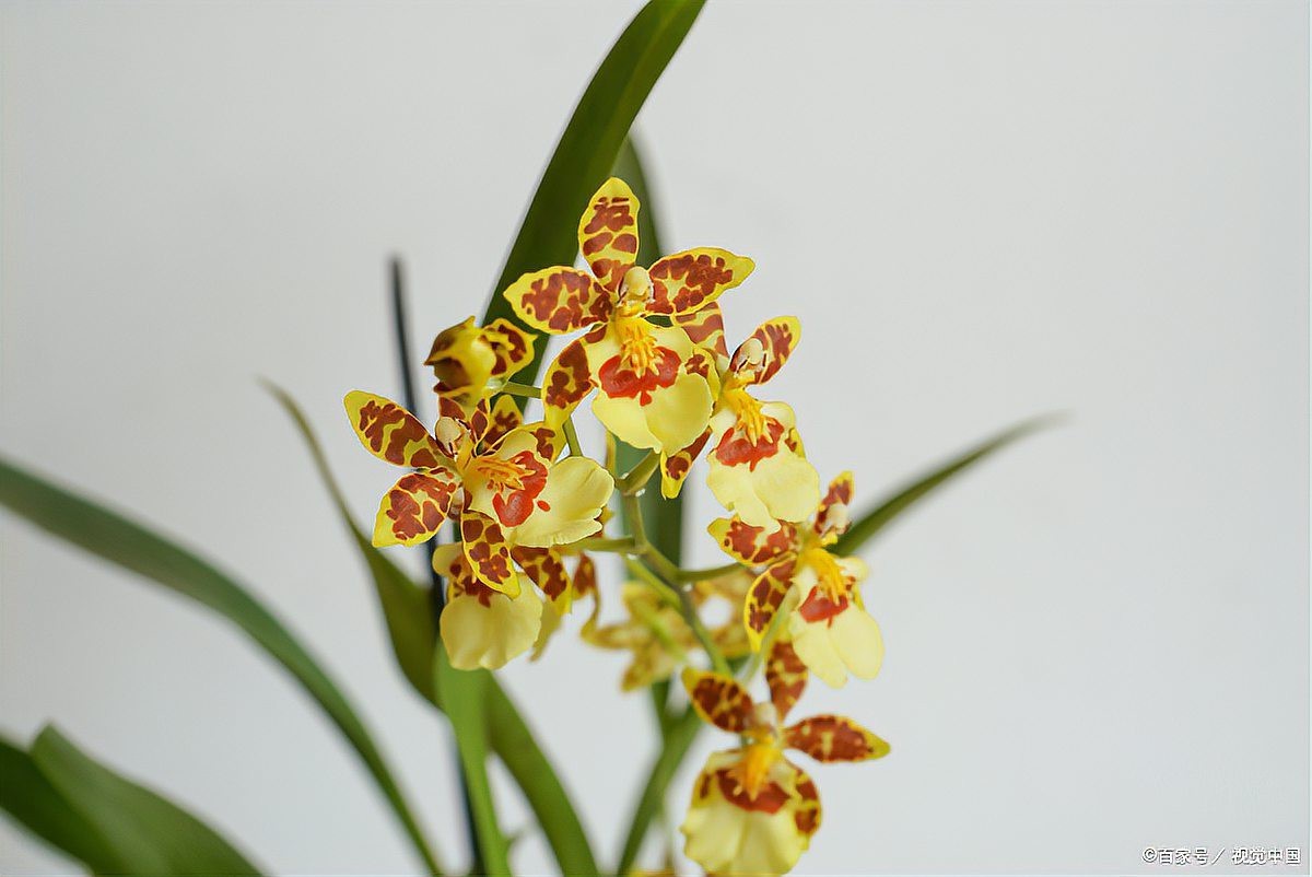 紅龍字蘭花的栽培難度如何？【紅龍字蘭花怎么養？】