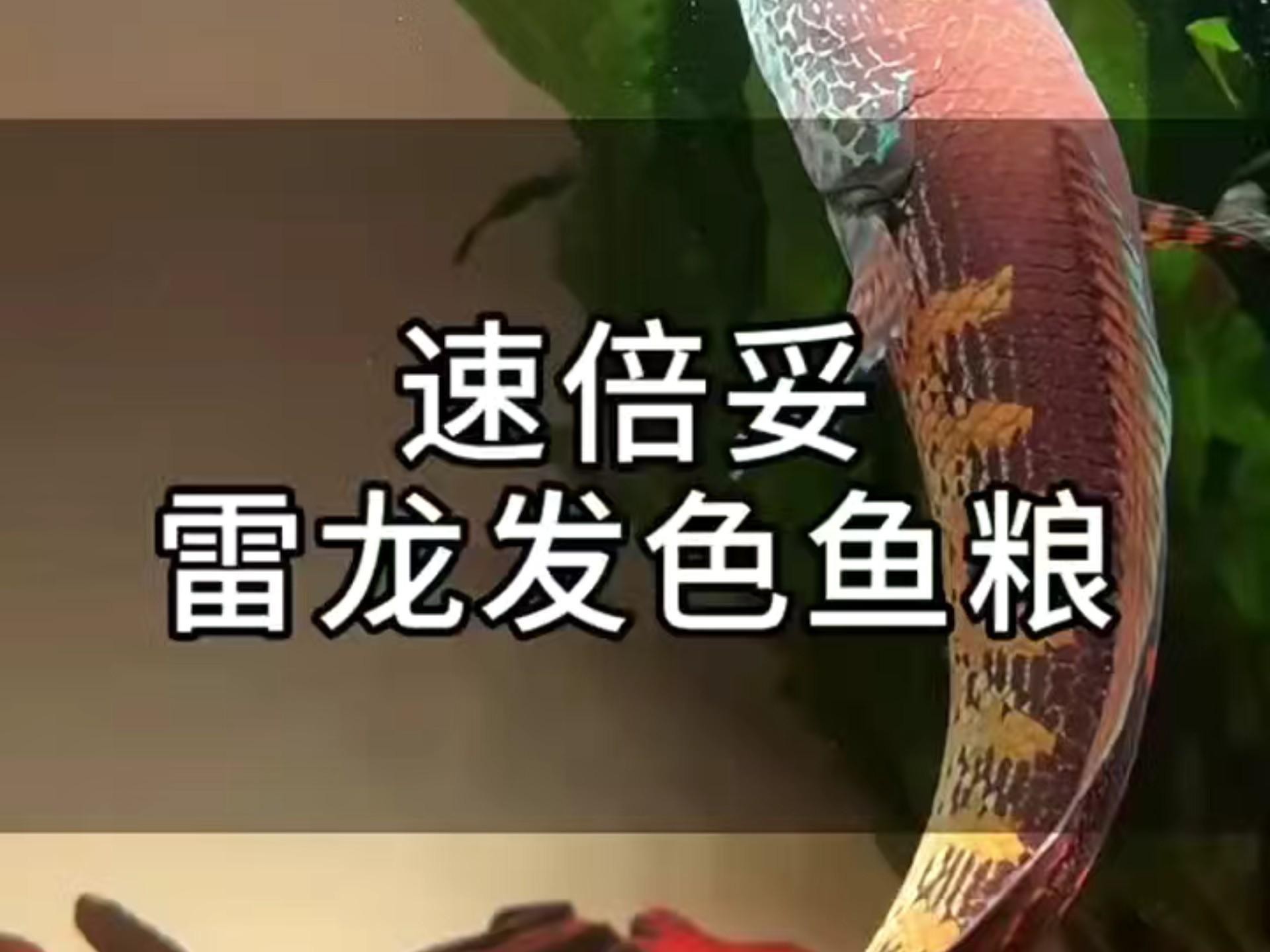有哪些品牌的雷龍魚飼料推薦?【智能模式回答完成調用工具:百因美(biozym)】 龍魚百科 第5張 有哪些品牌的雷龍魚飼料推薦?【智能模式回答完成調用工具:百因美(biozym)】 有哪些品牌的雷龍魚飼料推薦?【智能模式回答完成調用工具:百因美(biozym)】 龍魚百科 第5張