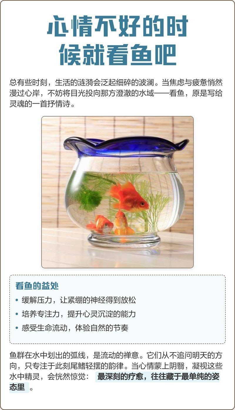 觀魚的禪意【《魚游心靜18句治愈系觀魚文案.@筋溪0x的動態】