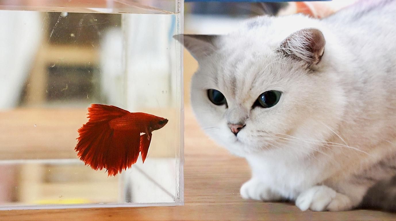 如何科學管理貓與魚的共處？【新手學養魚之夏季高溫注意事項篇】