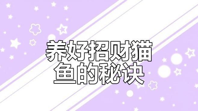 如何科學管理貓與魚的共處？【新手學養魚之夏季高溫注意事項篇】