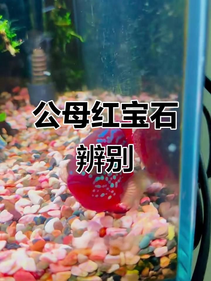 紅寶石魚雌雄怎么分辨【托爾卡納紅寶石公母區分技巧教你如何分辨全民小視頻】