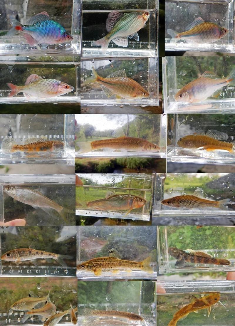 十大常見溪流魚【溪流中的 十大常見溪流魚【溪流中的\