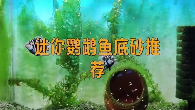 迷你鸚鵡裸缸還是鋪底砂【迷你鸚鵡魚養殖時，應該選擇裸缸還是鋪底砂】