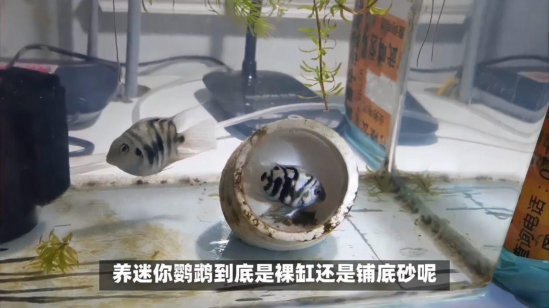 迷你鸚鵡裸缸還是鋪底砂【迷你鸚鵡魚養殖時，應該選擇裸缸還是鋪底砂】