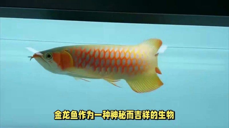 過背金龍魚寓意【過背金龍魚的寓意】