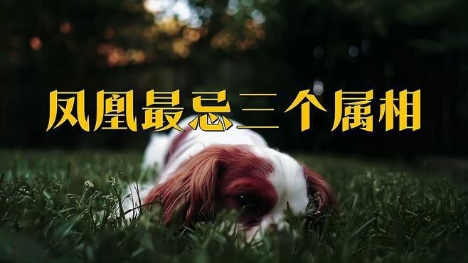 藍玉鳳凰不能亂戴【佩戴藍玉鳳凰玉的禁忌】 藍玉鳳凰不能亂戴【佩戴藍玉鳳凰玉的禁忌】 龍魚百科 第4張
