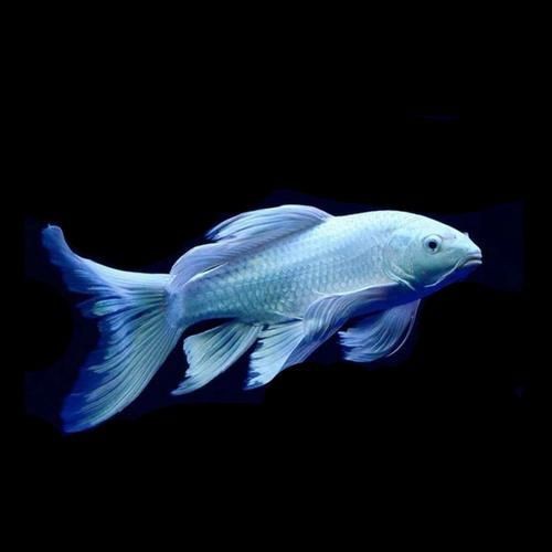 蝴蝶鯉照片【東莞市觀賞魚協會:蝴蝶鯉和白金龍鳳鯉】