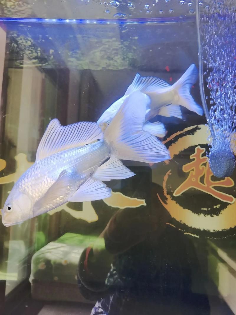 蝴蝶鯉照片【東莞市觀賞魚協會:蝴蝶鯉和白金龍鳳鯉】