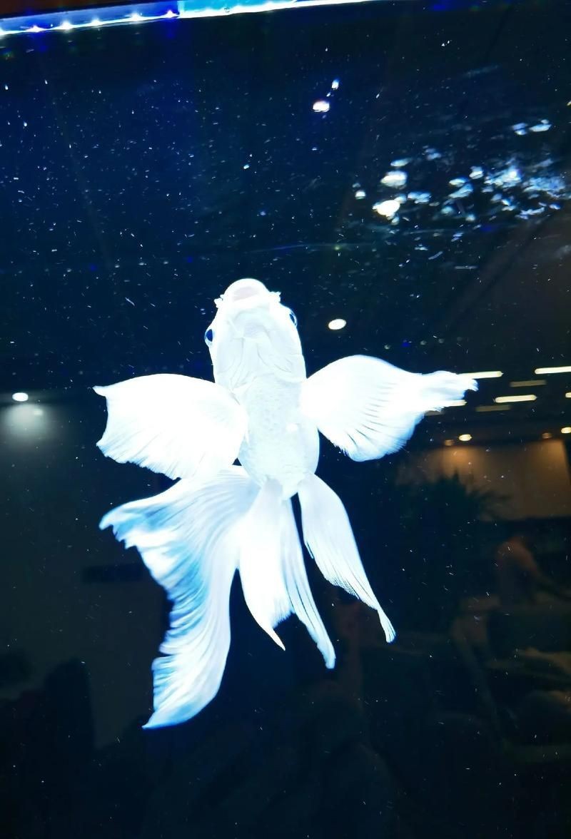 蝴蝶鯉照片【東莞市觀賞魚協會:蝴蝶鯉和白金龍鳳鯉】