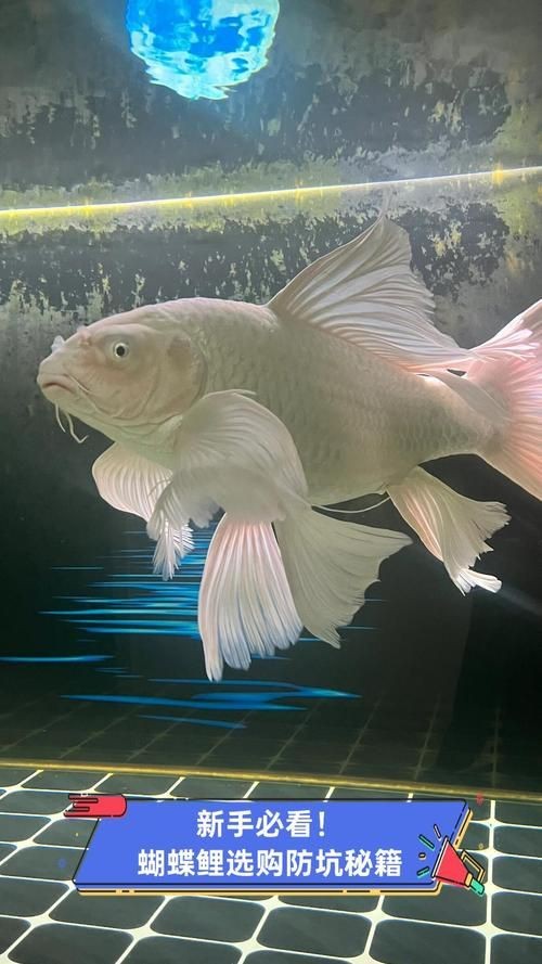 蝴蝶鯉照片【東莞市觀賞魚協會:蝴蝶鯉和白金龍鳳鯉】