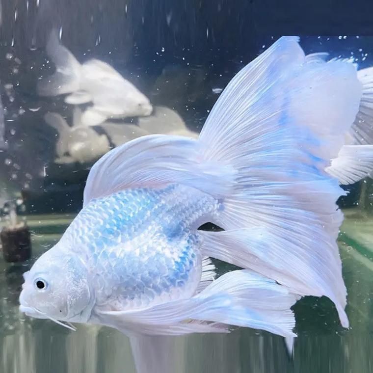 蝴蝶鯉照片【東莞市觀賞魚協會:蝴蝶鯉和白金龍鳳鯉】