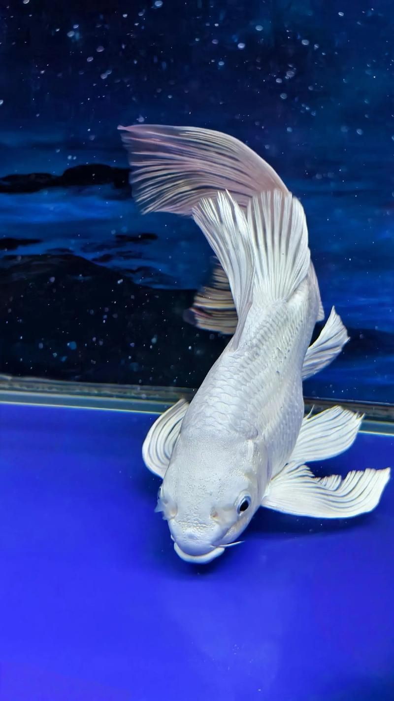 蝴蝶鯉照片【東莞市觀賞魚協會:蝴蝶鯉和白金龍鳳鯉】