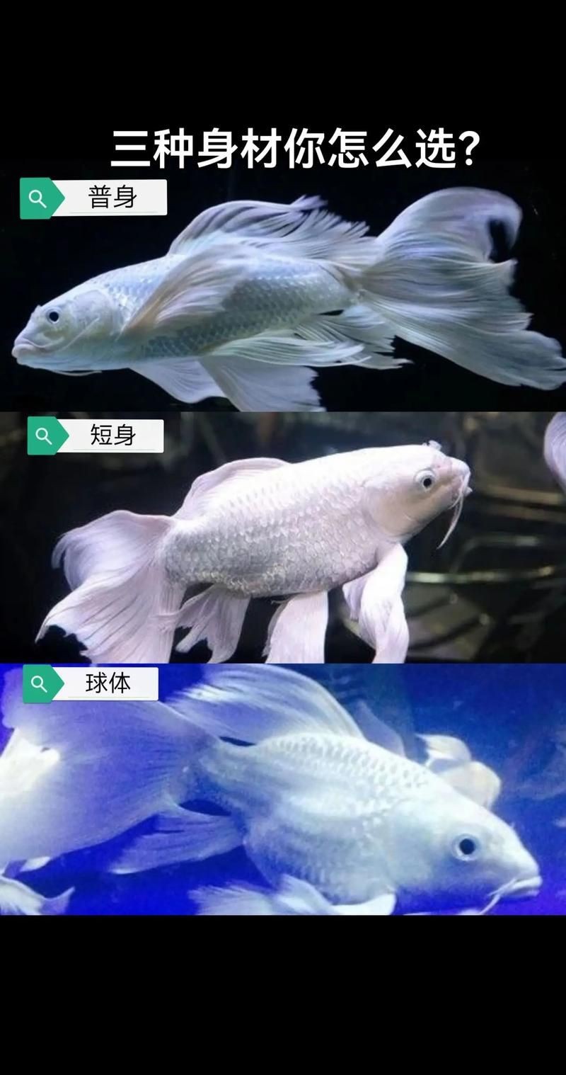 蝴蝶鯉照片【東莞市觀賞魚協會:蝴蝶鯉和白金龍鳳鯉】