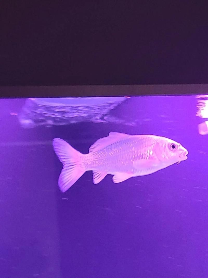 蝴蝶鯉照片【東莞市觀賞魚協會:蝴蝶鯉和白金龍鳳鯉】