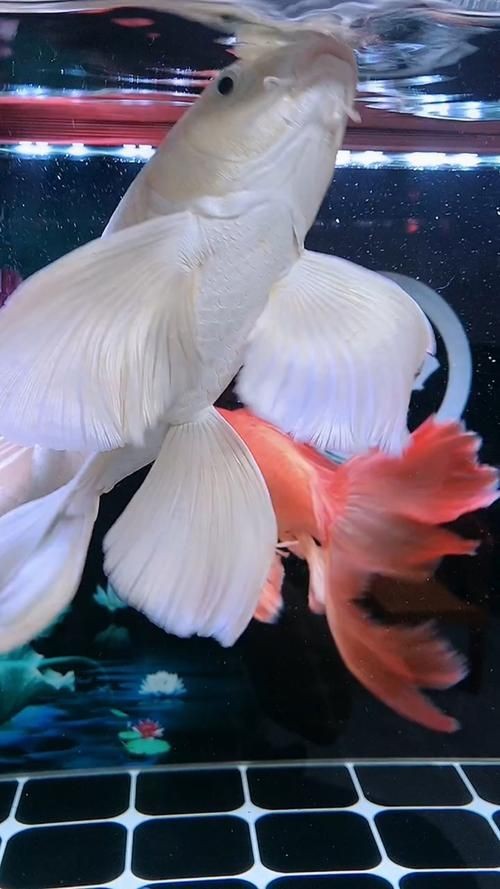 蝴蝶鯉照片【東莞市觀賞魚協會:蝴蝶鯉和白金龍鳳鯉】