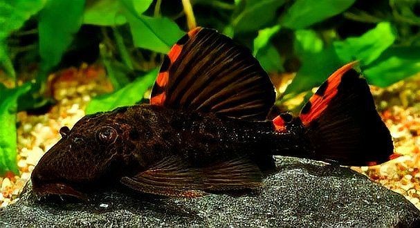 高端異型魚【關(guān)于高端異型魚的綜合性介紹】