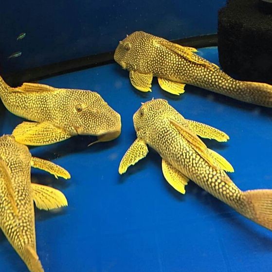 高端異型魚【關(guān)于高端異型魚的綜合性介紹】