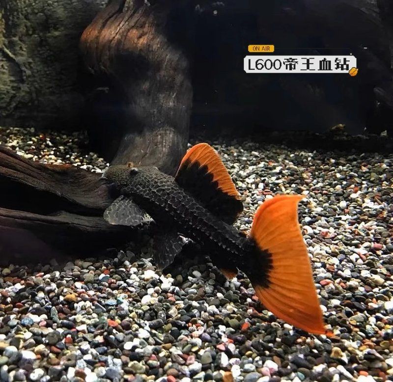 高端異型魚【關(guān)于高端異型魚的綜合性介紹】